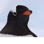 Pengi Apparel