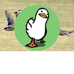 The Official Ducks Of Roblox