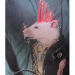 the rats that got $wag
