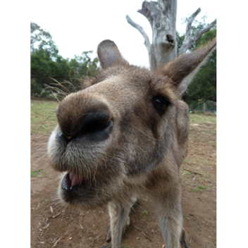 Death RUN (SPECIALTY EDITION) 