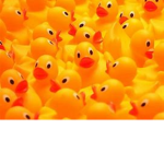 Ducks_4life