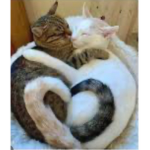 Love to all cats