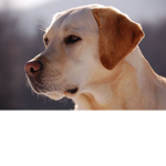D-FORCE (Dog force)