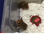 Hamster DAY :3