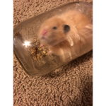 Ham loves