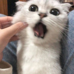 UwU Friends