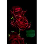 Violets and Roses