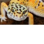 Leopard Geckos
