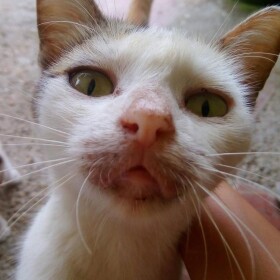 CAT OBBY