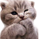 Cat cat food