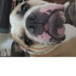 Smegg