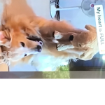 Dog gamers Dogs 4 life