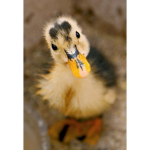 grupa dla duck