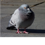 Pigeon-crew