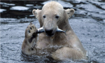 A Polar Bear Stole My Fish