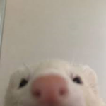 ferreto
