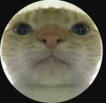 the Cats~~~~