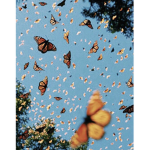 Butterfly Lovely’s