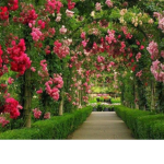 FlowerrxGarden