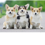 The corgi army