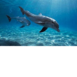 amazing dolphins