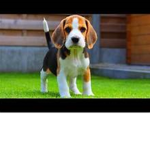 BEAGLES SURVIVED