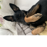 Best puppies