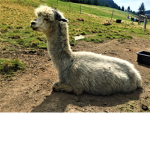 lamma army