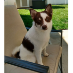 Coco the Pomsky Puppy