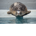 Chunky Seals