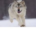 WOLF CLUB!! AWOO!
