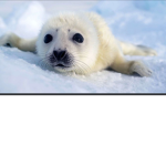 Seals_forever.