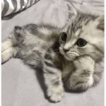 [ Content Deleted 33087687 ]