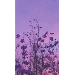 +*THE lavenders*+