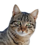 Cat's United