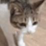 Little Kitty Cat Games