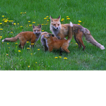 Fox pack hub