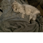 Da boy max