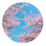 [TBT] The Blossom Tree