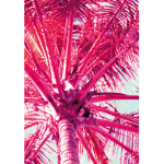 Pink Palm Tree Store