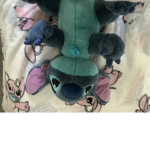 Stitch Loves for ever@