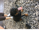 Little puppy’s