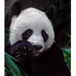 SUPPORT THE PANDAS!!!