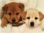 The Puppy Lover Union