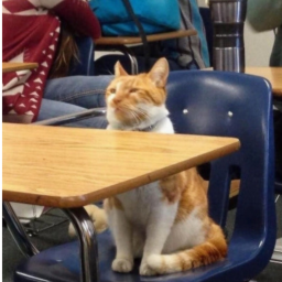 ✿