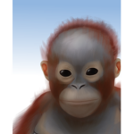 Primate Production