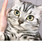 Cats hope