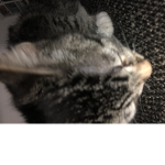 CataLand