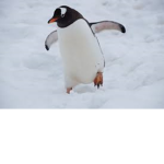 Cool Penguins .
