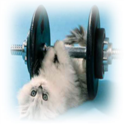 funny cat bodybuilder Roblox decal